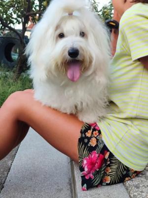 Coton de Tulear - Vienna Dogs, Puppies