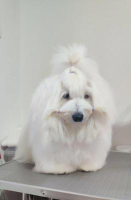 Coton de Tulear - Vienna Dogs, Puppies