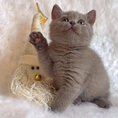   british shorthair kittens for Sale