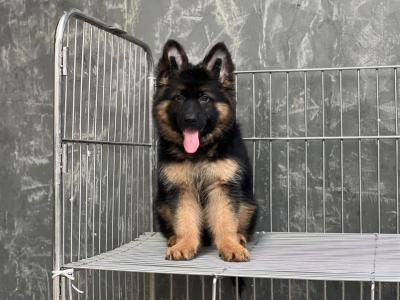  German Shepherd Puppies for sale 