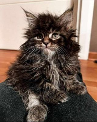 Maine Coon kittens - Vienna Dogs, Puppies