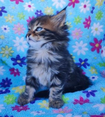 Maine Coon kittens - Vienna Dogs, Puppies