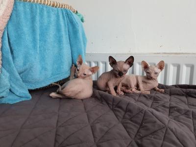 Cute Sphynx Kittens For Sale 