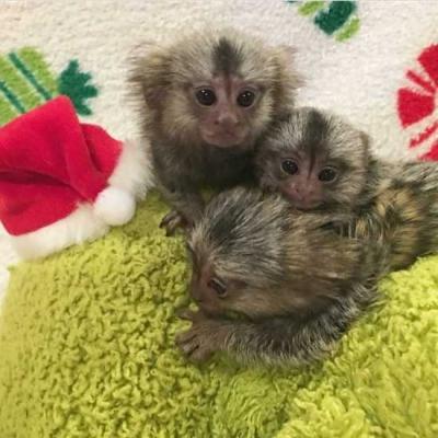 Two Marmoset Monkeys for sale.WHATSAPP: +97152 916 1892