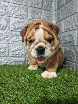 English bulldog