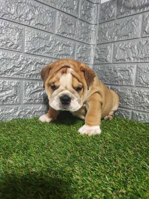 English bulldog - Vienna Dogs, Puppies