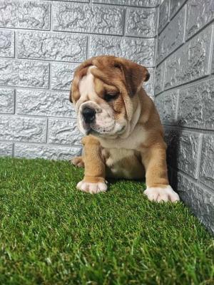 English bulldog - Vienna Dogs, Puppies