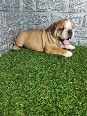 English bulldog - Vienna Dogs, Puppies