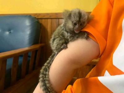  Excellent males and female Marmoset Monkeys for sale WHATSAPP: +97152 916 1892