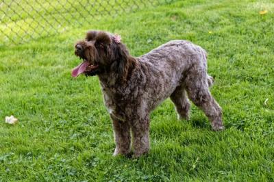 Ethical Labradoodle breeders - Draycot Meadows, LLC