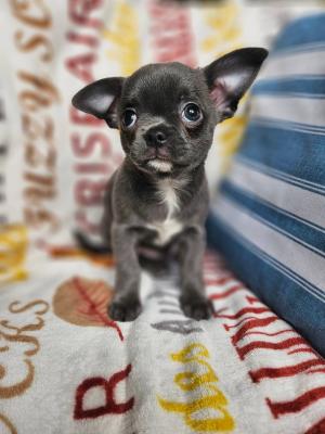  super Chihuahua puppies - Vancouver Dogs, Puppies