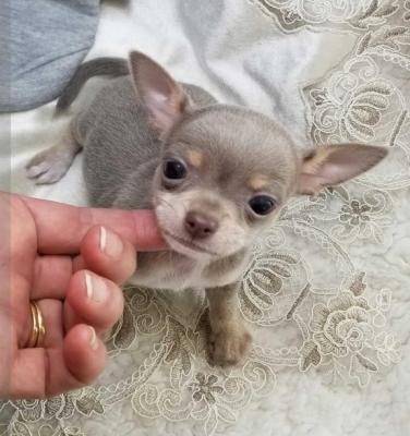  super Chihuahua puppies - Vancouver Dogs, Puppies