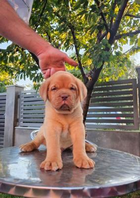 Bordeauxdoggen-Welpen - Vienna Dogs, Puppies