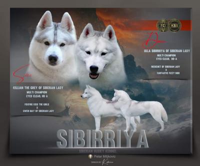 Siberian Husky puppies - Vienna Dogs, Puppies