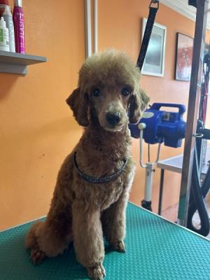 Red poodle, male puppy - Vienna Dogs, Puppies