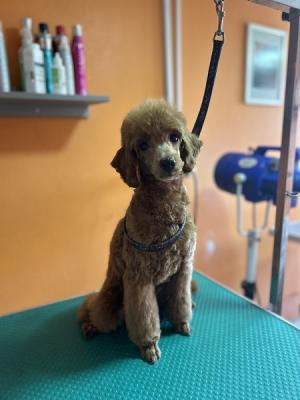 Red poodle, male puppy - Vienna Dogs, Puppies