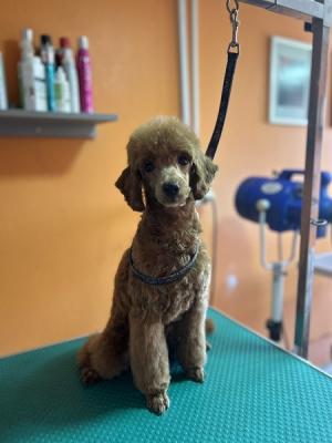 Red poodle, male puppy - Vienna Dogs, Puppies