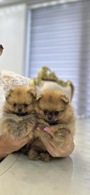 Pomeranian Puppies - Vienna Dogs, Puppies