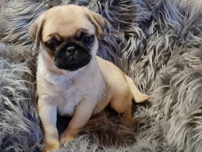 Pug Puppies for sale, Pugs available for adoption, Pugs for sale near me..WHATSAPP: +97152 916 1892