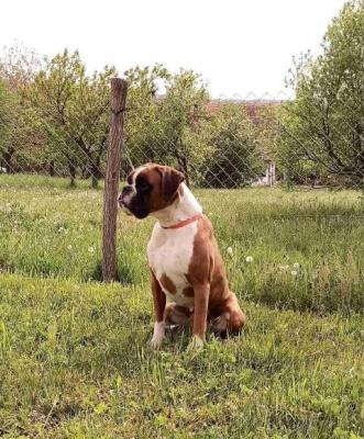 Deutsche Boxerhündin - Vienna Dogs, Puppies