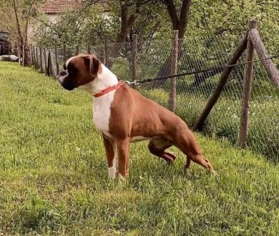 Deutsche Boxerhündin - Vienna Dogs, Puppies