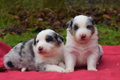   Adorable male and female Australia shepherd puppies. Pls whatsap :+351924685560