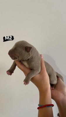 AMERICAN BULLY Xl - Vienna Dogs, Puppies