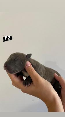 AMERICAN BULLY Xl - Vienna Dogs, Puppies