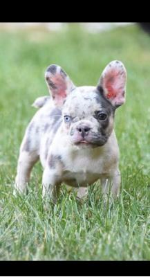 French bulldog - Vienna Dogs, Puppies