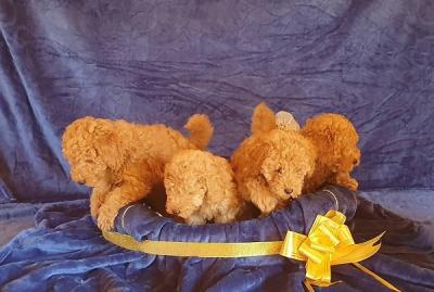 Mini and toy poodles - Vienna Dogs, Puppies