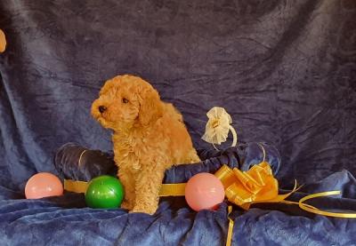 Mini and toy poodles - Vienna Dogs, Puppies