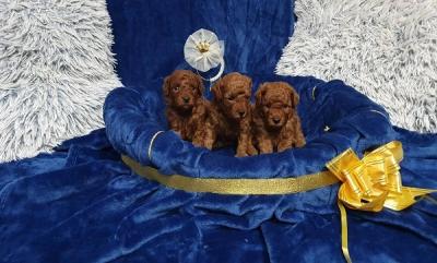 Mini and toy poodles - Vienna Dogs, Puppies