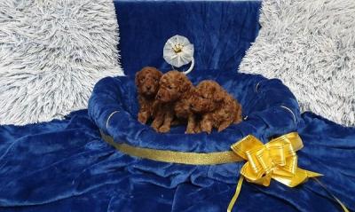 Mini and toy poodles - Vienna Dogs, Puppies