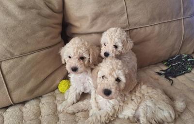 White Toy Poodle - Vienna Dogs, Puppies