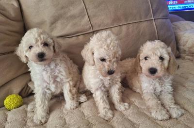 White Toy Poodle - Vienna Dogs, Puppies