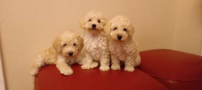 White Toy Poodle - Vienna Dogs, Puppies