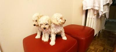 White Toy Poodle - Vienna Dogs, Puppies