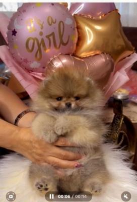 Beautiful Pomeranians BOO - Vienna Dogs, Puppies