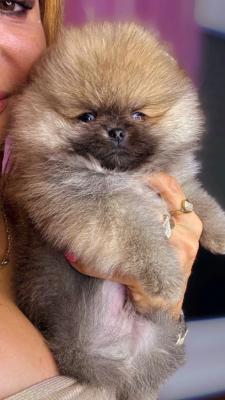 Beautiful Pomeranians BOO - Vienna Dogs, Puppies