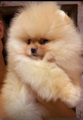 Beautiful Pomeranians BOO - Vienna Dogs, Puppies