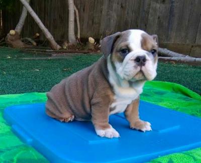 ENGLISH BULLDOG PUPPIES.Whatsap : +351924685560