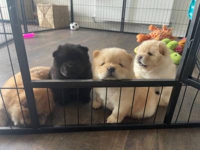 Pure bred gorgeous Chow Chow puppies Pls whatsap :+351924685560