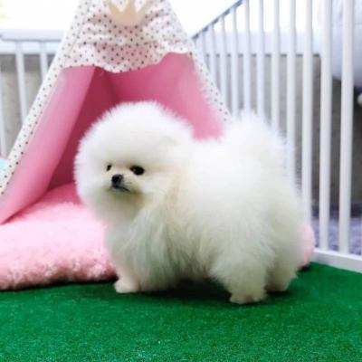 Pomeranian puppies For Sale. Pls whatsap :+351924685560