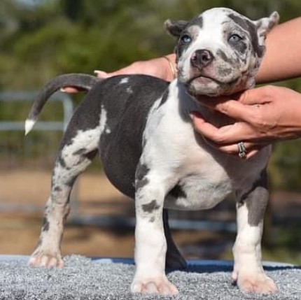 American Bully Pocket for Sale at American Bully Farm