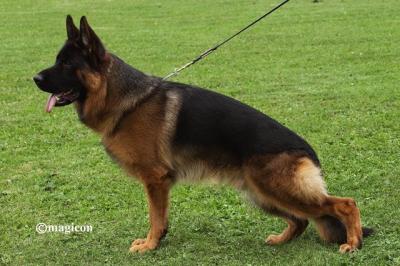 German shepherd