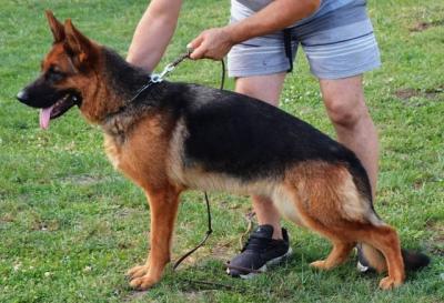 German shepherd - Vienna Dogs, Puppies