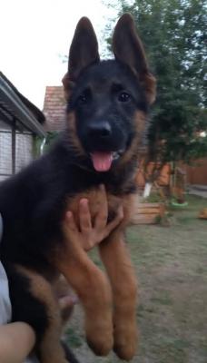 German shepherd - Vienna Dogs, Puppies