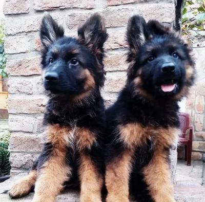 German shepherd - Vienna Dogs, Puppies