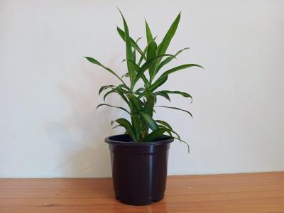 Buy House Plants Online