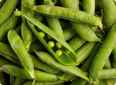 Carver yellow pea seed in Alberta